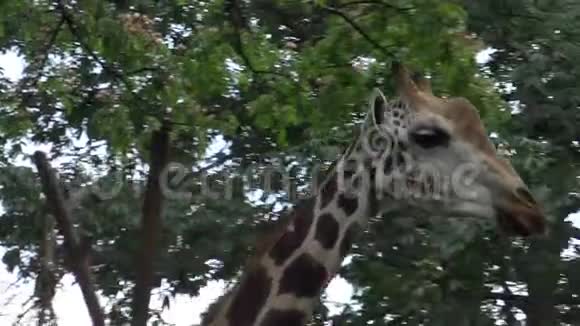 4K长颈鹿在动物园里散步和吃饭GiraffaCamelopardalis视频的预览图