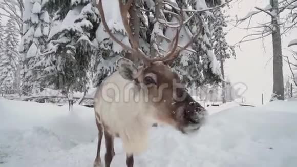 在瑞典拉普兰的森林里一只雄性驯鹿对着相机北欧雷因德斯冰雪覆盖的拉普兰视频的预览图