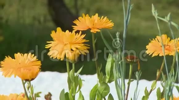 几朵黄色的蒲公英花的顶端视频的预览图