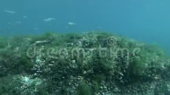 在浅水的暗礁上在蓝水的背景上鱼沙或银边游过视频的预览图