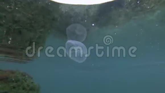 水母在水面下游泳海底从水面反射在背景上月亮果冻奥雷利亚极光视频的预览图