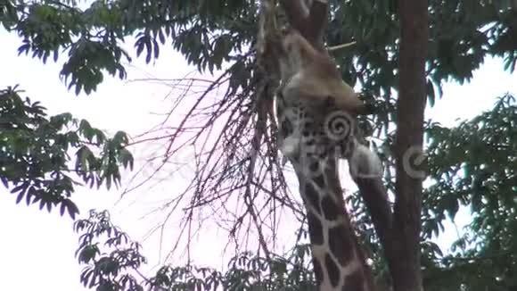 长颈鹿在动物园里吃树上的食物GiraffaCamelopardalis视频的预览图