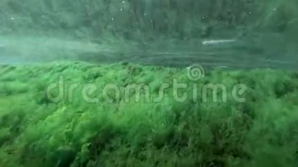 在浅水区的绿藻中鱼沙或银鱼在礁石上游动视频的预览图