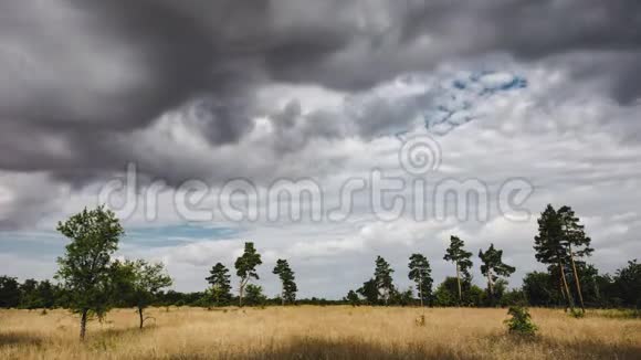 美丽的云运动在一个自然公园野松林枯黄的草在风中摇曳视频的预览图
