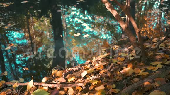 秋天湖畔树木的落叶枝和倒影视频的预览图