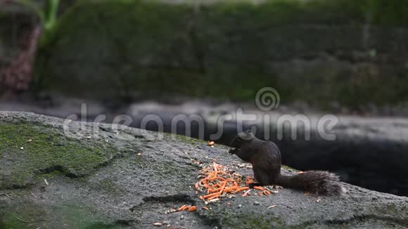 帕拉斯松鼠在森林里吃食物视频的预览图