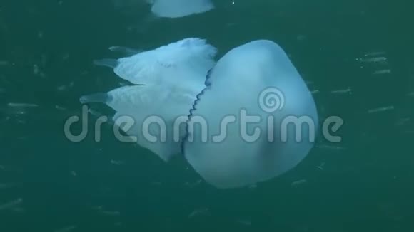 水母在水面下的蓝水中游动着沙跟着射击桶状水母根瘤视频的预览图