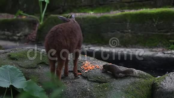 帕拉斯松鼠和台湾人在森林里吃东西视频的预览图