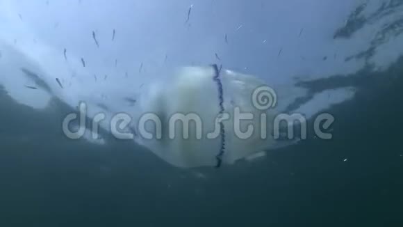 水母在蓝水中与沙学一起游泳跟着射击桶状水母根瘤视频的预览图