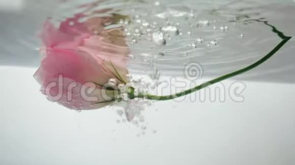 奇妙的新鲜柔软的粉红色玫瑰漂浮和反射在凉爽的水晶清澈的水和气泡上升近距离观看视频的预览图