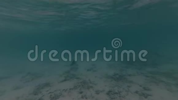 美丽的射线在印度洋中游泳视频的预览图