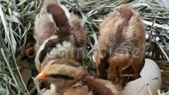 从鸡蛋里孵出的灰毛绒小鸡视频的预览图