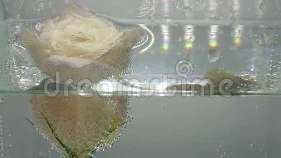 新鲜美丽的奶油色玫瑰覆盖鳞茎发现在清澈结晶的水净化液装置视频的预览图