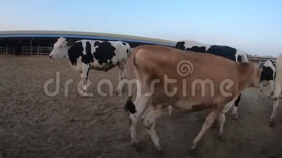 4K农场谷仓里的牛荷斯坦牛的牛男人摸牛鼻子视频的预览图