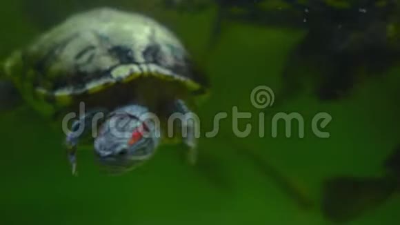 海龟在水族馆的水下游泳视频的预览图