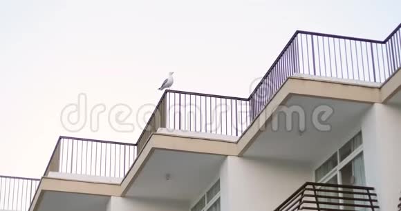 一只白鸽坐在屋顶围栏上视频的预览图