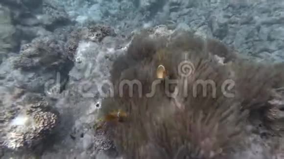 小丑鱼在印度洋的海中游泳视频的预览图