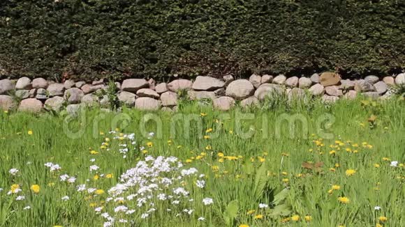 有石墙和树篱的野花盛开视频的预览图