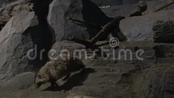 动物园黑暗洞穴中的4k浣熊狗视频的预览图