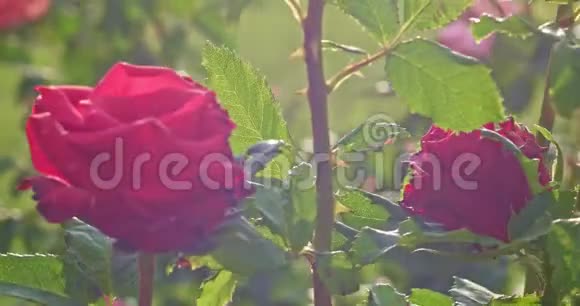 公园里的老式玫瑰视频的预览图