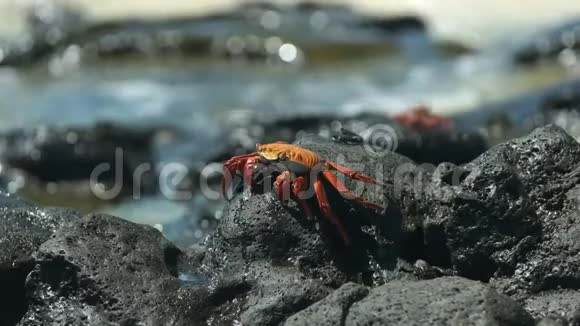 在加拉帕戈斯的圣克鲁斯岛上看到一只沙利光脚螃蟹视频的预览图
