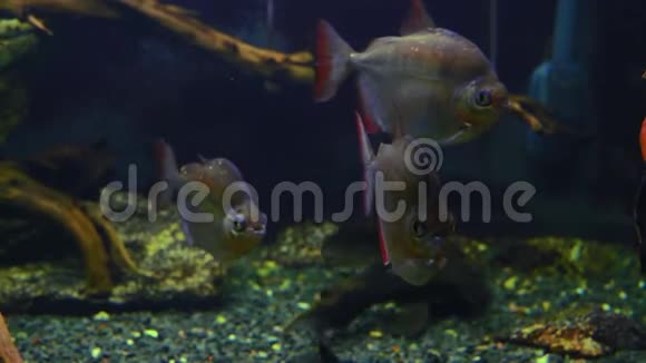 淡水外来鱼在海藻水族馆游泳视频的预览图