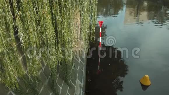 柏林运河上一棵垂柳树的叶子巴比伦撒利视频的预览图