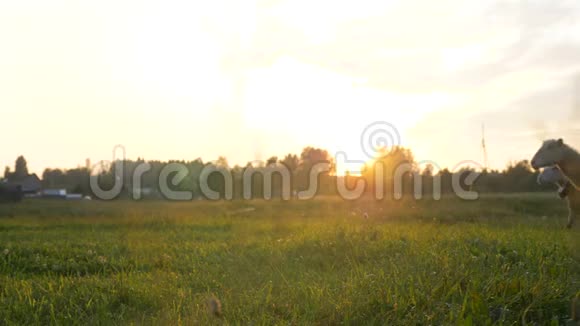 夏天日落时分成群的羊和公羊穿过草地跑回家视频的预览图