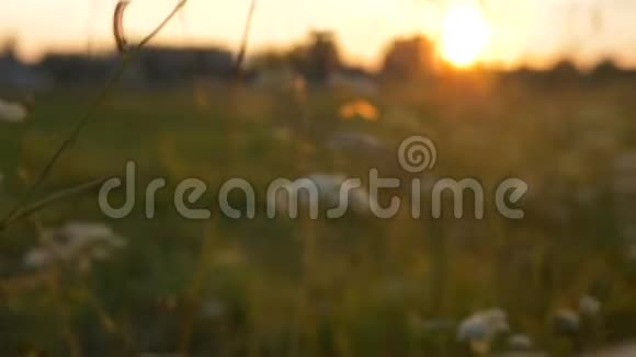 日落时分高草间的镜头移动昆虫飞出草地视频的预览图