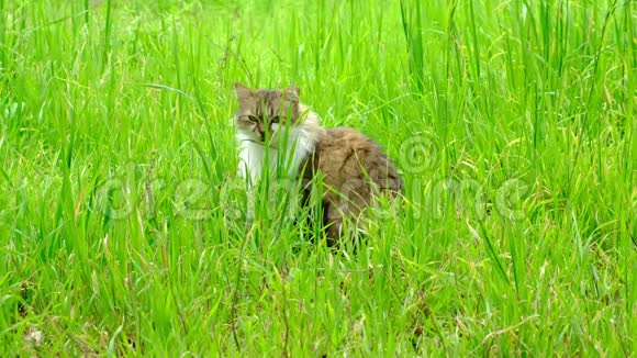高大绿草中的斑猫视频的预览图