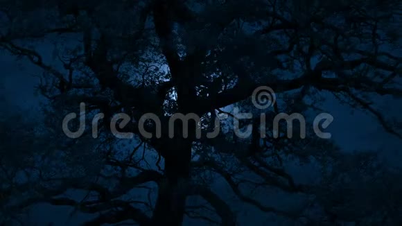 暴风雨之夜大树后的月亮视频的预览图