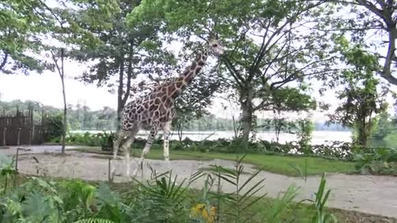 4k长颈鹿在动物园里散步视频的预览图