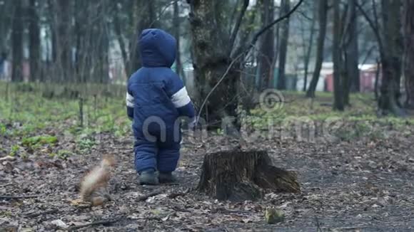 穿着暖身连衣裙的小男孩走在森林里试图抓住红松鼠视频的预览图