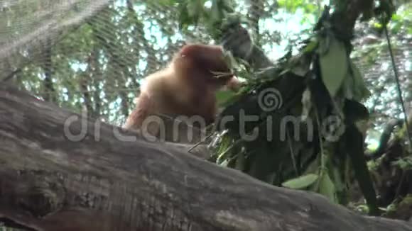 这只长鼻猴正在动物园的一棵树上吃东西视频的预览图