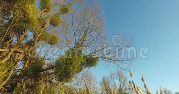 一种槲寄生在一棵树上周围是干燥的秋天植物一种从下面到上面的树感染了它日落背景视频的预览图