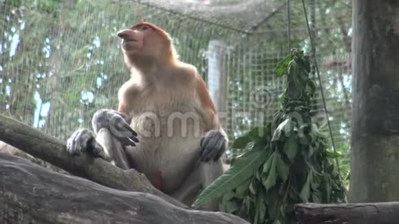 这只长鼻猴正在动物园的一棵树上吃东西视频的预览图