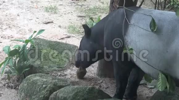 4k成年马来亚Tapirus在动物园吃食物视频的预览图