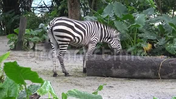 4K平原斑马在动物园也被称为普通斑马或波切尔斑马视频的预览图