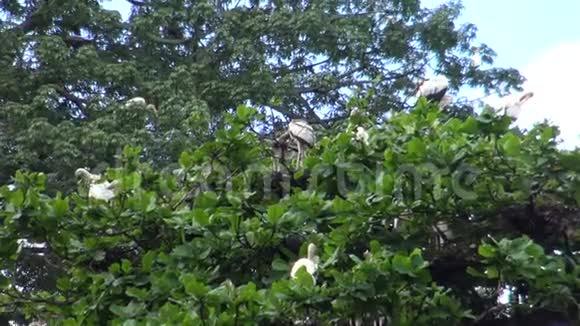 鸟白色的鹳鸟在树的顶端筑巢视频的预览图