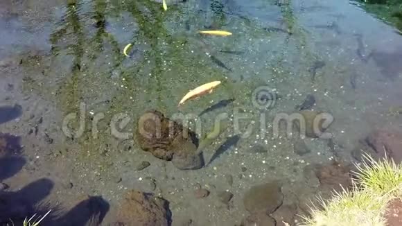 金色日本锦鲤在干净的池塘里游泳视频的预览图