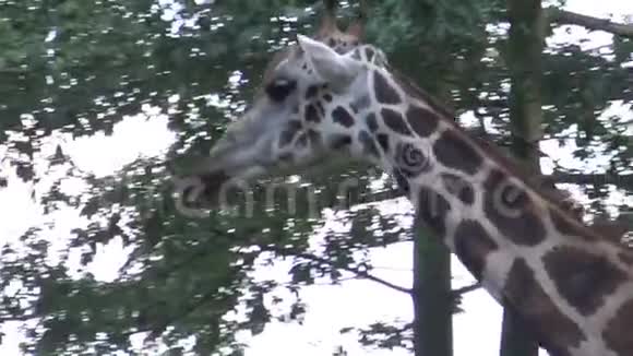 4k长颈鹿在动物园里散步视频的预览图