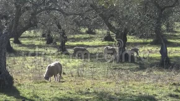 4K西班牙羔羊吃草是冬天的好日子太阳在田野里飞翔视频的预览图