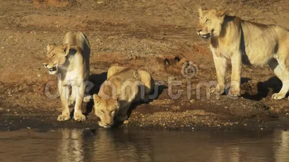 在肯尼亚的马赛马拉两只狮子观看作为第三杯饮料的水视频的预览图