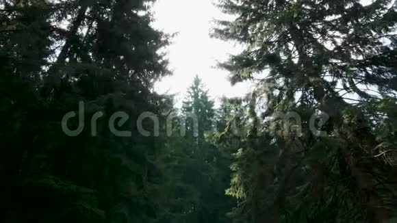 森林中树枝间阳光的美丽景色视频的预览图