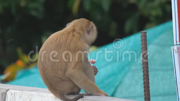 猴子吃棒棒糖视频的预览图