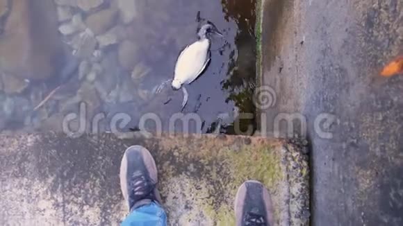 人类在海水中拍摄一只死鸟的视频第一人称视频视频的预览图
