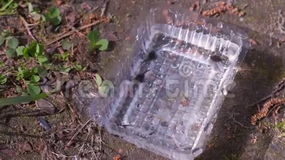 青蛙蝌蚪在池塘边的塑料容器里游泳视频的预览图
