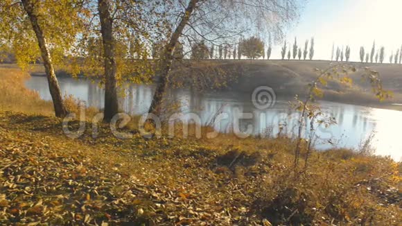 河上的树木和落叶视频的预览图