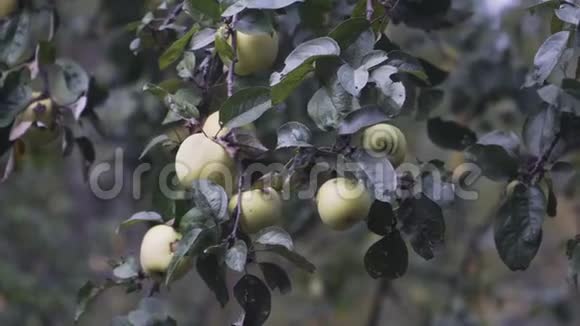 苹果树枝上有几个青苹果视频的预览图