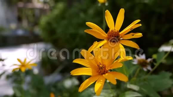 黄色的夏花美丽的花园景观盛开的花朵视频的预览图